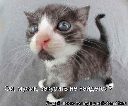 Котоматрица: Эй, мужик, закурить не найдется?