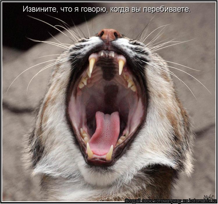 Котоматрица: Извините, что я говорю, когда вы перебиваете.