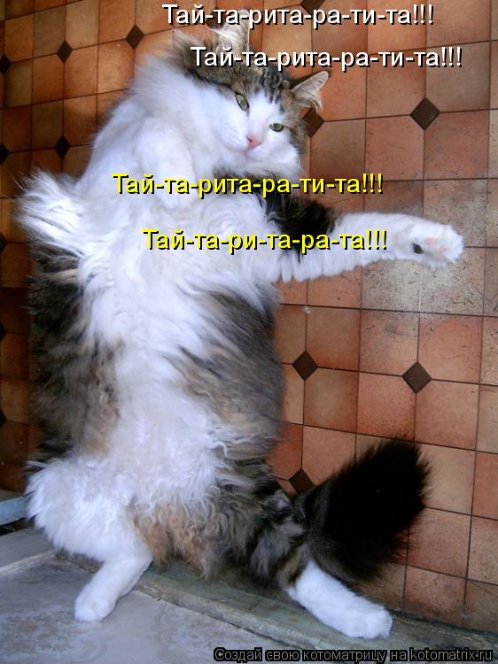 Котоматрица: Тай-та-рита-ра-ти-та!!! Тай-та-рита-ра-ти-та!!! Тай-та-рита-ра-ти-та!!! Тай-та-ри-та-ра-та!!!