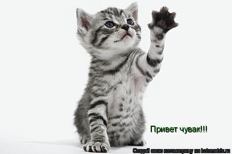 Привет чувак!!!... Котоматрица: Привет чувак!!!