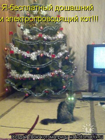 Я-бесплатный дошашний и электропроводящий кот!!!... Котоматрица: Я-бесплатный дошашний и электропроводящий кот!!!