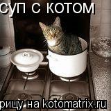 Котоматрица: суп с котом