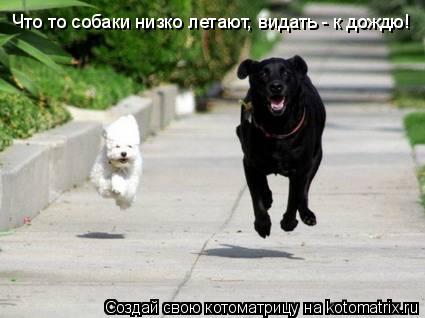 Что то собаки низко летают, видать - к дождю!... Котоматрица: Что то собаки низко летают, видать - к дождю!