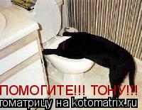 Котоматрица: ПОМОГИТЕ!!! ТОНУ!!!