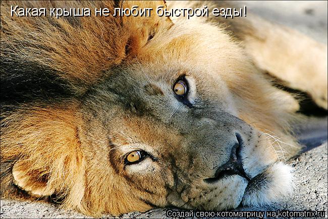 Какая крыша не любит быстрой езды!... Котоматрица: Какая крыша не любит быстрой езды!