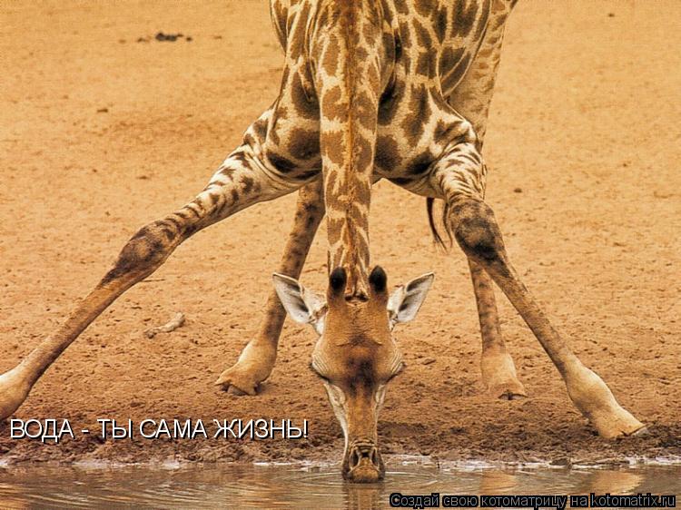 Котоматрица: ВОДА - ТЫ САМА ЖИЗНЬ!
