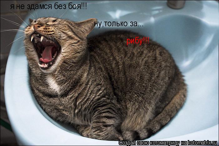 Котоматрица: я не здамся без боя!!! ну,только за... рибу!!!