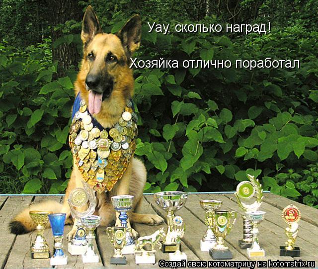 Котоматрица: Уау, сколько наград! Хозяйка отлично поработал