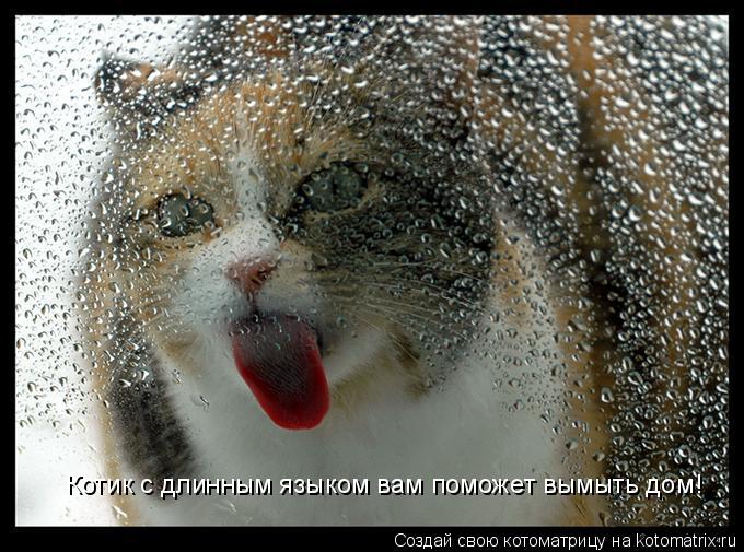 Котик с длинным языком вам поможет вымыть дом!... Котоматрица: Котик с длинным языком вам поможет вымыть дом!