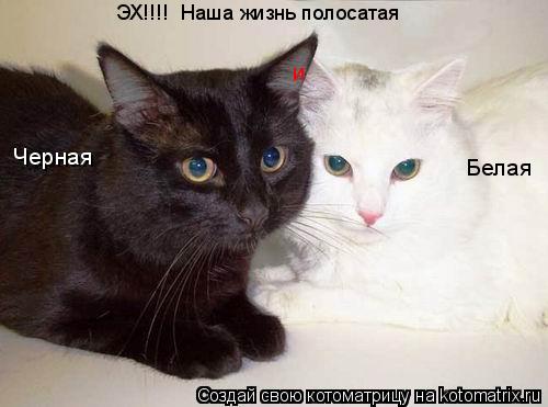 ЭХ!!!! Наша жизнь полосатая Черная Белая и... Котоматрица: ЭХ!!!! Наша жизнь полосатая Черная Белая и