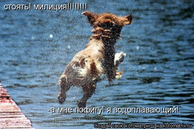 стоять! милиция!!!!!!!! -а мне пофигу! я водоплавающий!... Котоматрица: стоять! милиция!!!!!!!! -а мне пофигу! я водоплавающий!