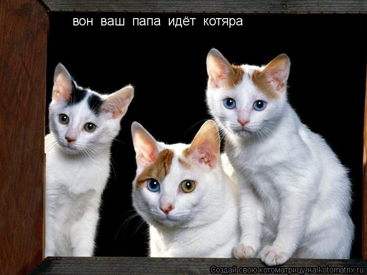 вон ваш папа идёт котяра... Котоматрица: вон ваш папа идёт котяра