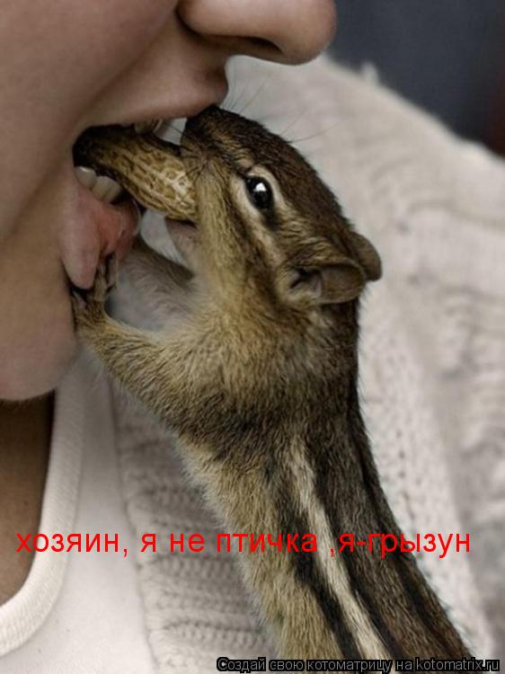 хозяин, я не птичка ,я-грызун... Котоматрица: хозяин, я не птичка ,я-грызун