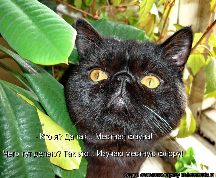 Котоматрица: - Кто я? Да так... Местная фауна! Чего тут делаю? Так это... Изучаю местную флору!