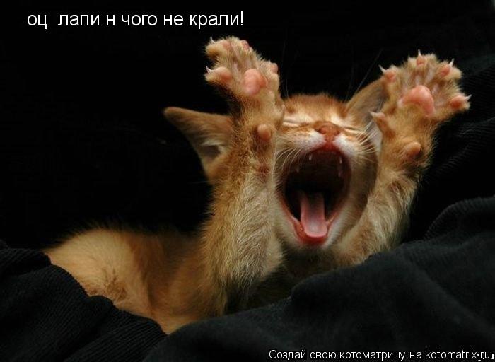 оці лапи нічого не крали!... Котоматрица: оці лапи нічого не крали!