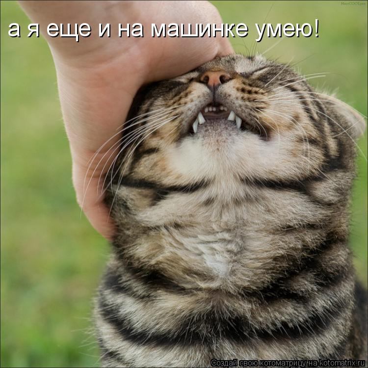Котоматрица: а я еще и на машинке умею!