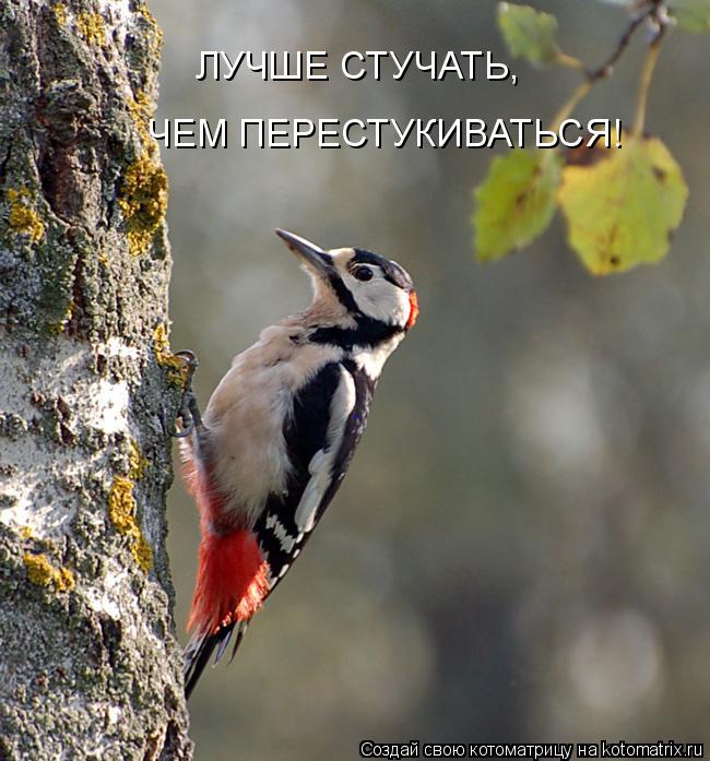 ЛУЧШЕ СТУЧАТЬ, ЧЕМ ПЕРЕСТУКИВАТЬСЯ!... Котоматрица: ЛУЧШЕ СТУЧАТЬ, ЧЕМ ПЕРЕСТУКИВАТЬСЯ!