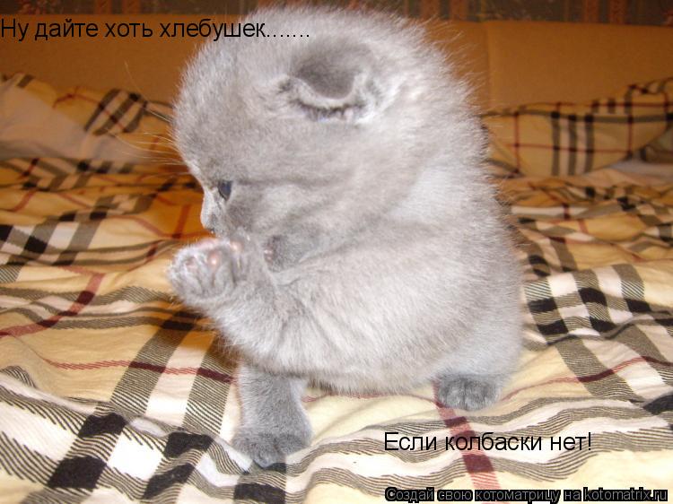 Котоматрица: Ну дайте хоть хлебушек.......  Если колбаски нет!