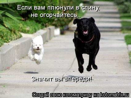 Если вам плюнули в спину, не огорчайтесь…. Значит вы впереди!... Котоматрица: Если вам плюнули в спину, не огорчайтесь…. Значит вы впереди!