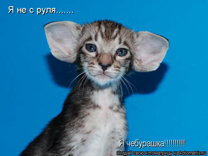 Котоматрица: Я не с руля....... Я чебурашка!!!!!!!!!!