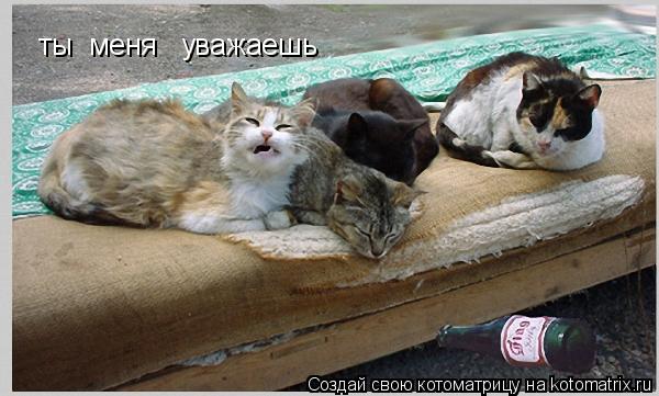 Котоматрица: ты  меня   уважаешь