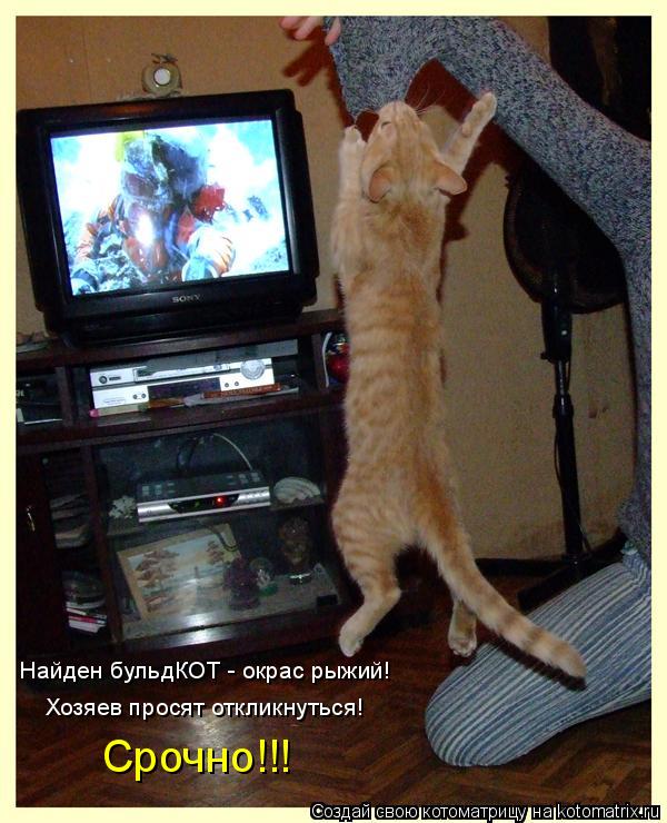 Котоматрица: Срочно!!! Хозяев просят откликнуться! Найден бульдКОТ - окрас рыжий!