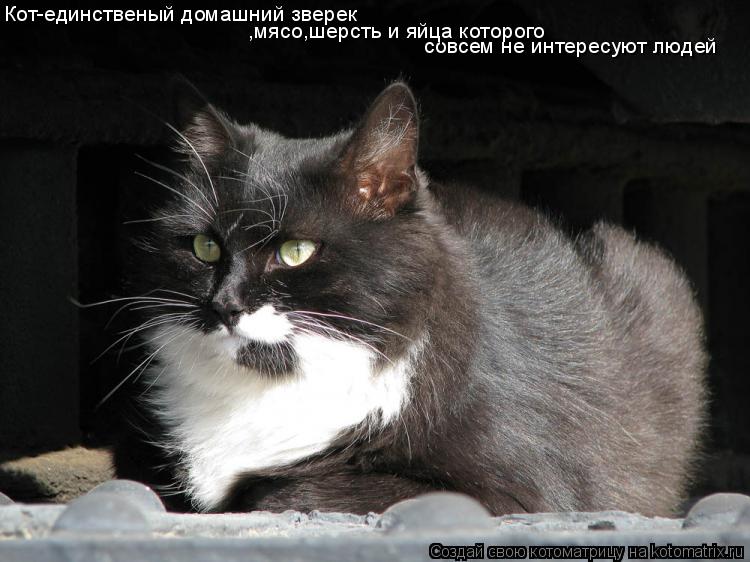 Кот-единственый домашний зверек совсем не интересуют людей ,мясо,шерсть и яйца которого... Котоматрица: Кот-единственый домашний зверек совсем не интересуют людей ,мясо,шерсть и яйца которого