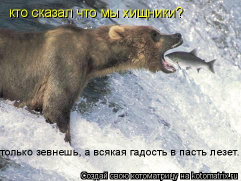 кто сказал что мы хищники? только зевнешь, а всякая гадость в пасть лезет.... Котоматрица: кто сказал что мы хищники? только зевнешь, а всякая гадость в пасть лезет.