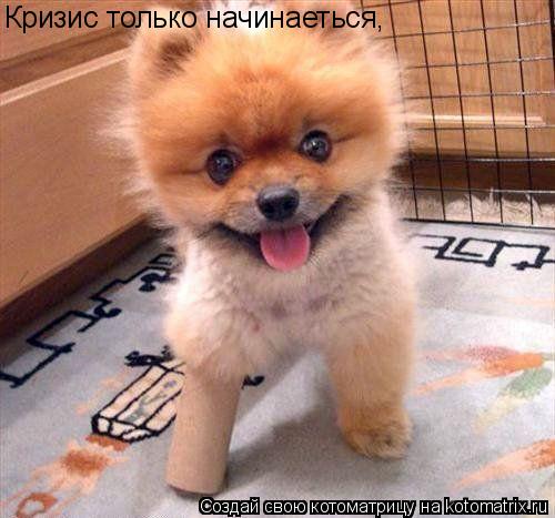 Котоматрица: Кризис только начинаеться,