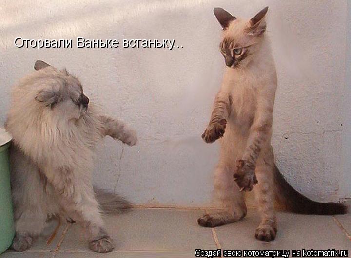 Оторвали Ваньке встаньку...... Котоматрица: Оторвали Ваньке встаньку...