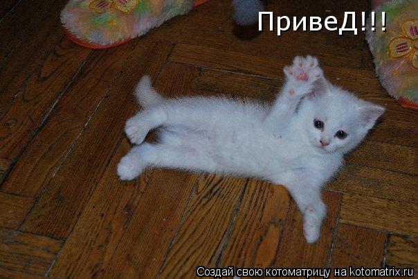 ПривеД!!!... Котоматрица: ПривеД!!!