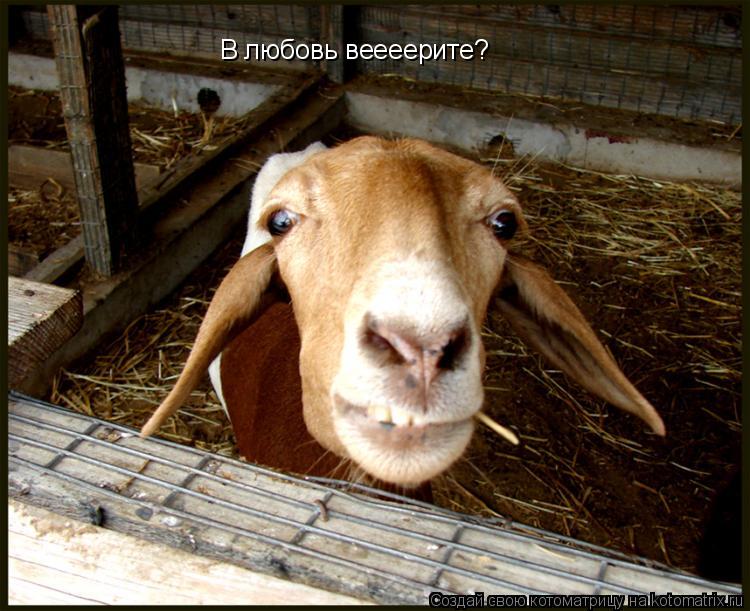 В любовь веееерите?... Котоматрица: В любовь веееерите?