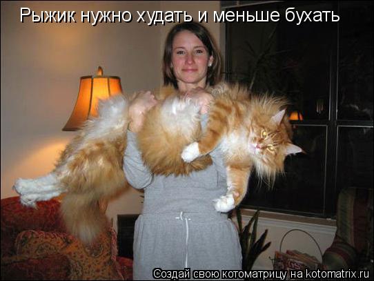 Рыжик нужно худать и меньше бухать... Котоматрица: Рыжик нужно худать и меньше бухать