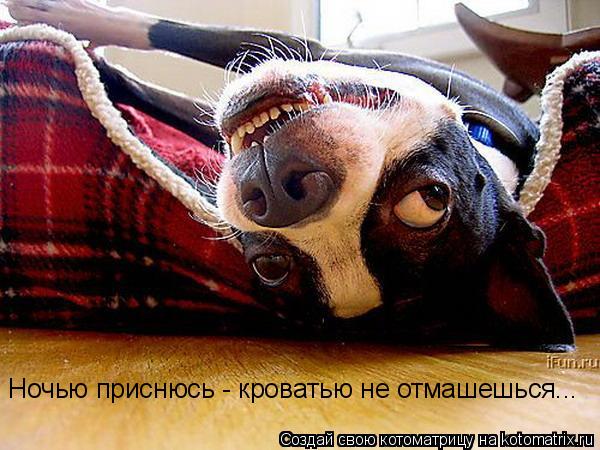 Котоматрица: Ночью приснюсь - кроватью не отмашешься...