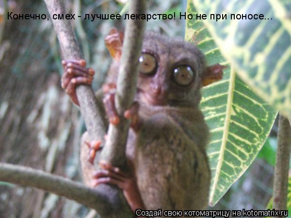 Котоматрица: Конечно, смех - лучшее лекарство! Но не при поносе...