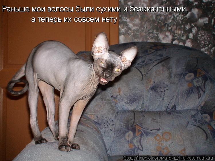 Котоматрица: Раньше мои волосы были сухими и безжизненными,  а теперь их совсем нету