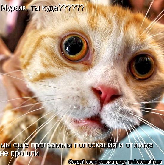 Котоматрица: Мурзик, ты куда?????? мы еще программы полоскания и отжима не прошли...