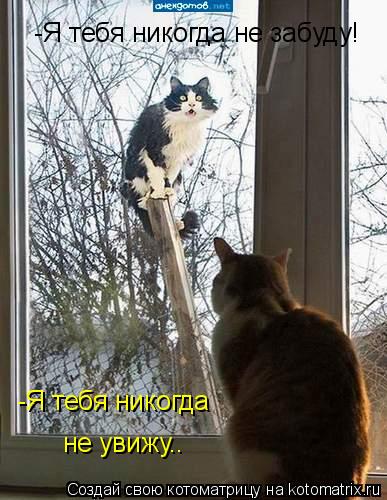 Котоматрица: -Я тебя никогда не забуду! -Я тебя никогда не увижу..