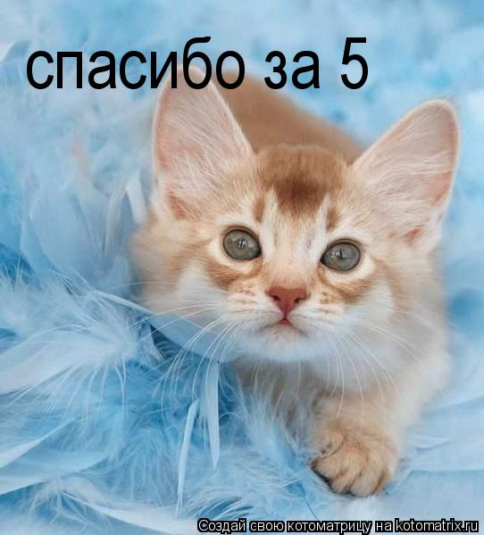 спасибо за 5... Котоматрица: спасибо за 5