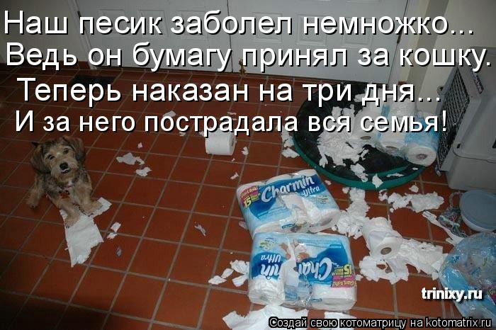Котоматрица: Наш песик заболел немножко... Ведь он бумагу принял за кошку. Теперь наказан на три дня... И за него пострадала вся семья!