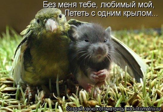 Без меня тебе, любимый мой, Лететь с одним крылом...... Котоматрица: Без меня тебе, любимый мой, Лететь с одним крылом...