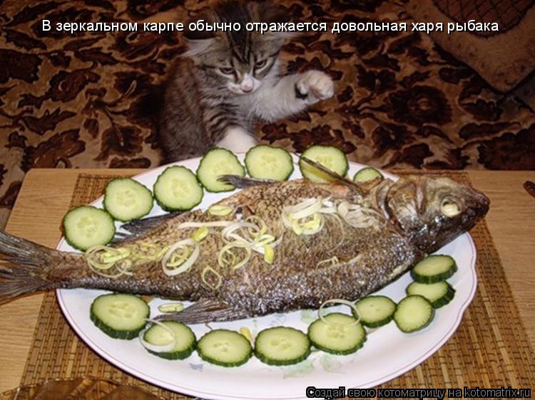 Котоматрица: В зеркальном карпе обычно отражается довольная харя рыбака