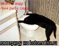 Котоматрица: эй,Ихтеандр гони рыбу сюда