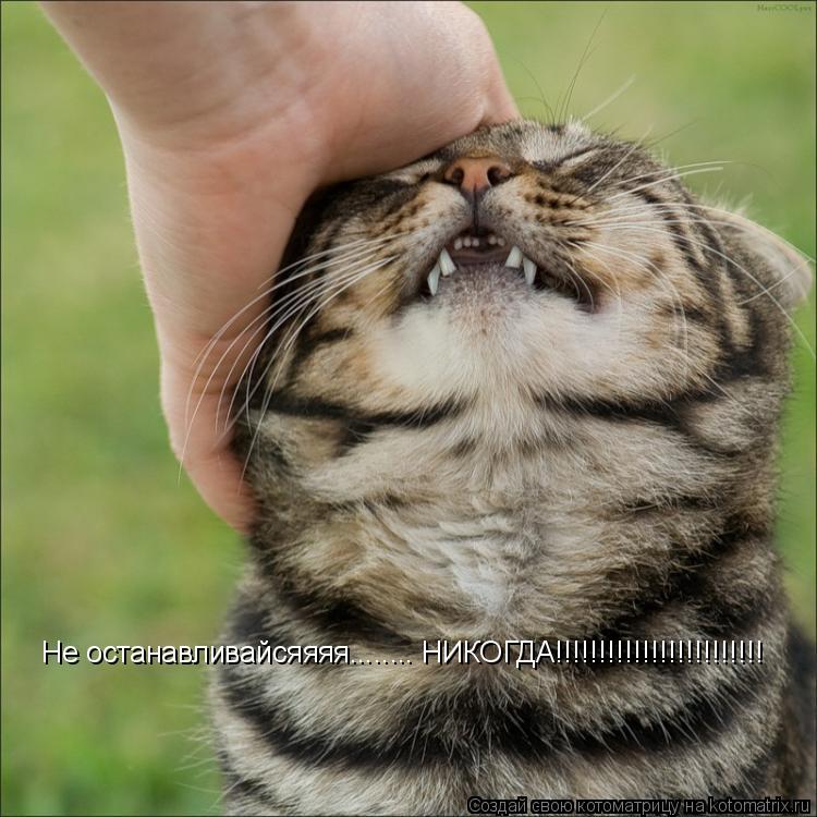 Не останавливайсяяяя........ НИКОГДА!!!!!!!!!!!!!!!!!!!!!!!!... Котоматрица: Не останавливайсяяяя........ НИКОГДА!!!!!!!!!!!!!!!!!!!!!!!!