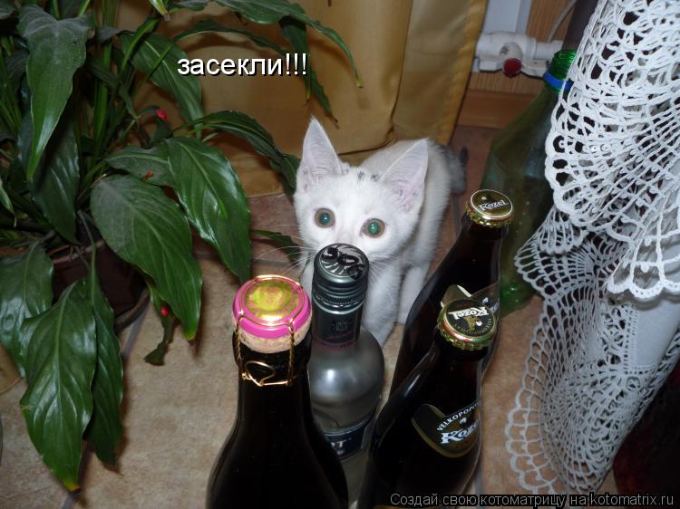 засекли!!!... Котоматрица: засекли!!!