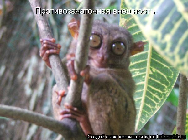 Котоматрица: Противозачаточная внешность.