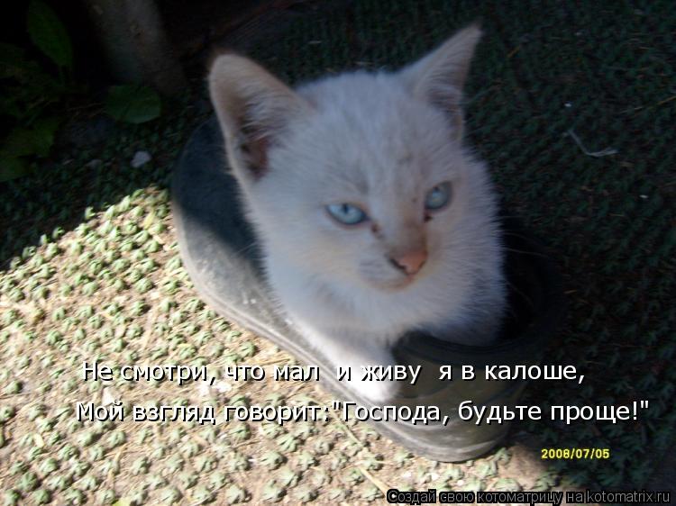 Не смотри, что мал и живу я в калоше, Мой взгляд говорит:"Господа, будьте проще!"... Котоматрица: Не смотри, что мал и живу я в калоше, Мой взгляд говорит:"Господа, будьте проще!"