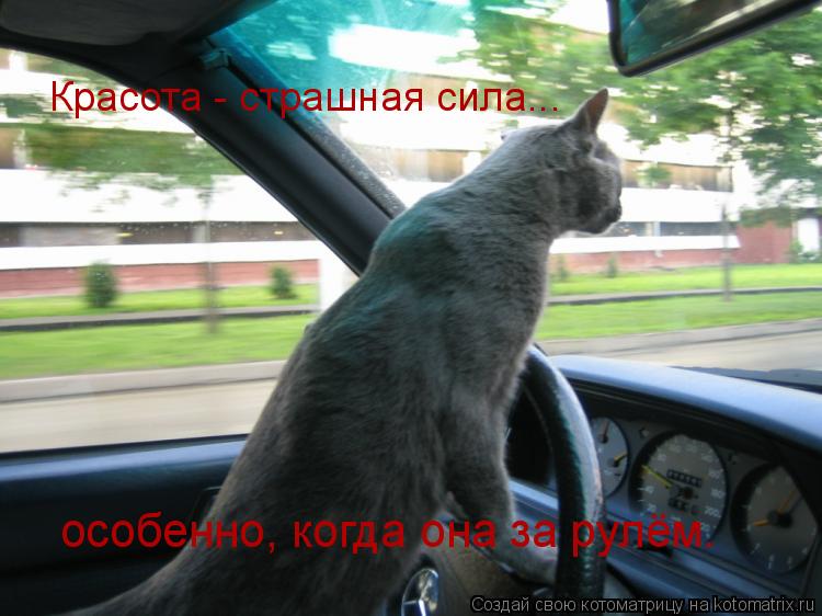 Красота - страшная сила... особенно, когда она за рулём.... Котоматрица: Красота - страшная сила... особенно, когда она за рулём.