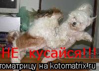 НЕ кусайся!!!... Котоматрица: НЕ кусайся!!!