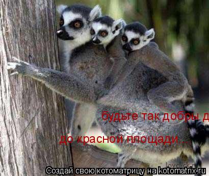 Котоматрица: будьте так добры до красной площади....  до красной площади....